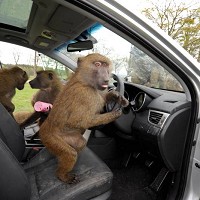 Hyundai copes with monkey business